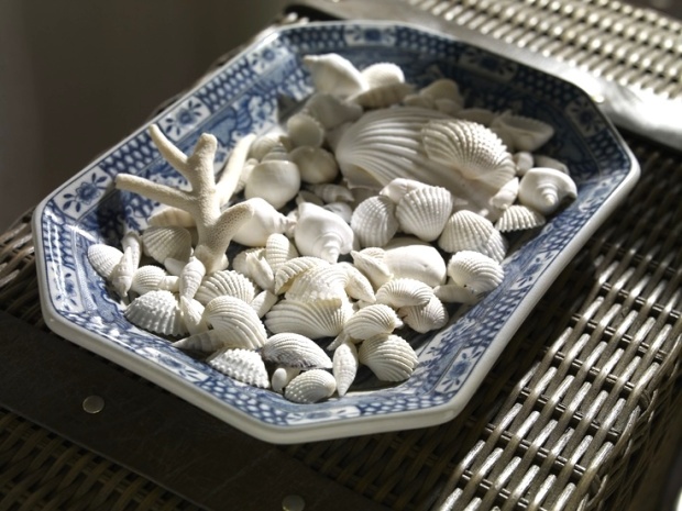 seashells in blue and white plate
