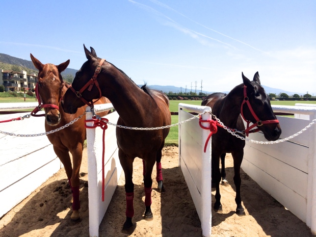 Polo Ponies